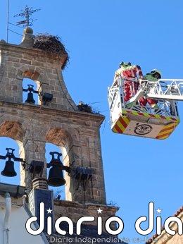 Los bomberos retiran un nido de cigüeña con riesgo de caída de un campanario de Reinosa Los bomberos retiran un nido de cigüeña con riesgo de caída de un campanario de Reinosa