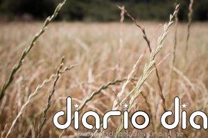 Los países bálticos piden a la UE prohibir el tránsito de grano ruso por su territorio