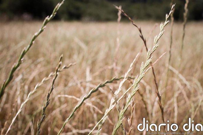 Los países bálticos piden a la UE prohibir el tránsito de grano ruso por su territorio