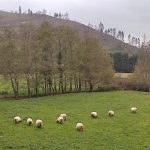 Medio Ambiente dedicará en 2026 más de 222.200 euros en ayudas para la mejora y conserva de pastizales montanos