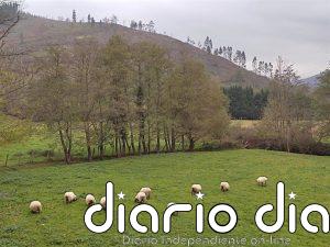 Medio Ambiente dedicará en 2026 más de 222.200 euros en ayudas para la mejora y conserva de pastizales montanos