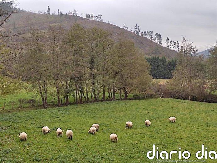 Medio Ambiente dedicará en 2026 más de 222.200 euros en ayudas para la mejora y conserva de pastizales montanos