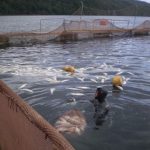 Muertes laborales interrogan a próspera industria salmonera de Chile