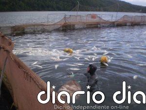 Muertes laborales interrogan a próspera industria salmonera de Chile