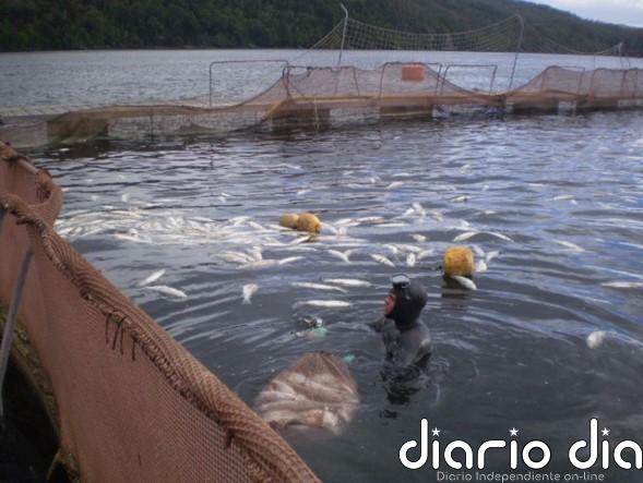 Muertes laborales interrogan a próspera industria salmonera de Chile