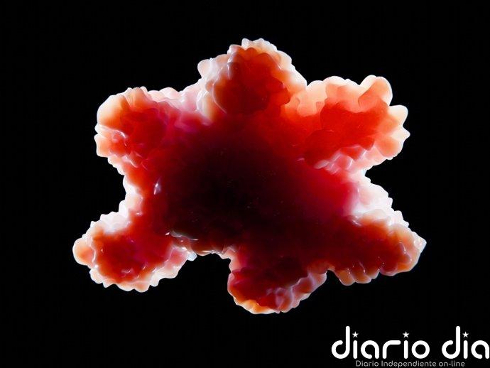 Organoides cerebrales en miniatura que 'leen' Braille marcan un paso clave hacia la computación biohíbrida