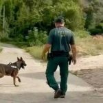 Perros del servicio cinológico de la Guardia Civil se suman este martes a la búsqueda del hombre desaparecido en Losar