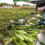 Precios de los alimentos se disparan por las guerras y el clima