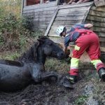 Rescatado un caballo atrapado en el fango de la ría de Ronates, en Voto
