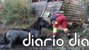 Rescatado un caballo atrapado en el fango de la ría de Ronates, en Voto