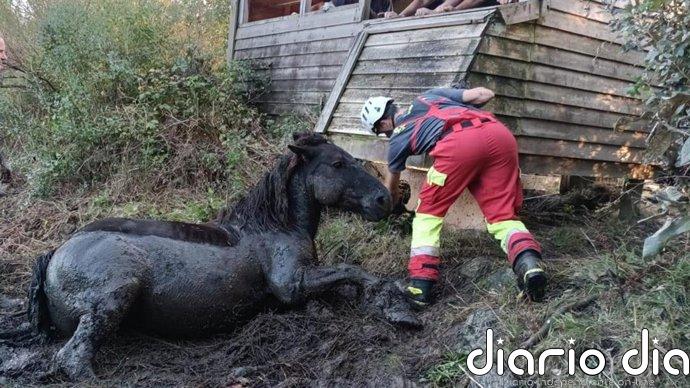 Rescatado un caballo atrapado en el fango de la ría de Ronates, en Voto
