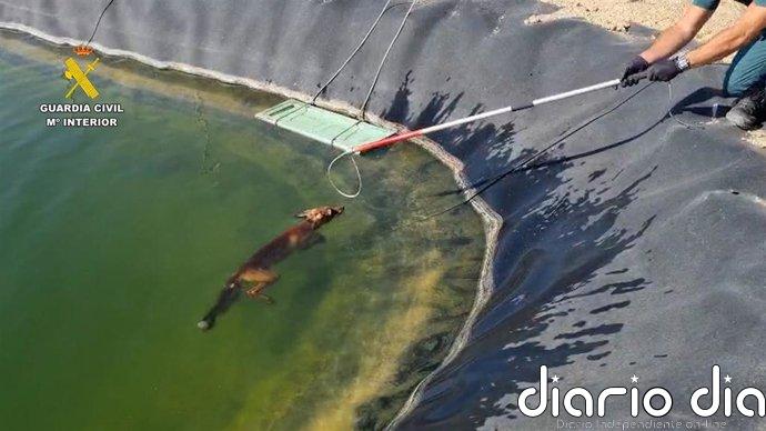 Rescatan a un zorro atrapado en una balsa de riego de Guardamar del Segura