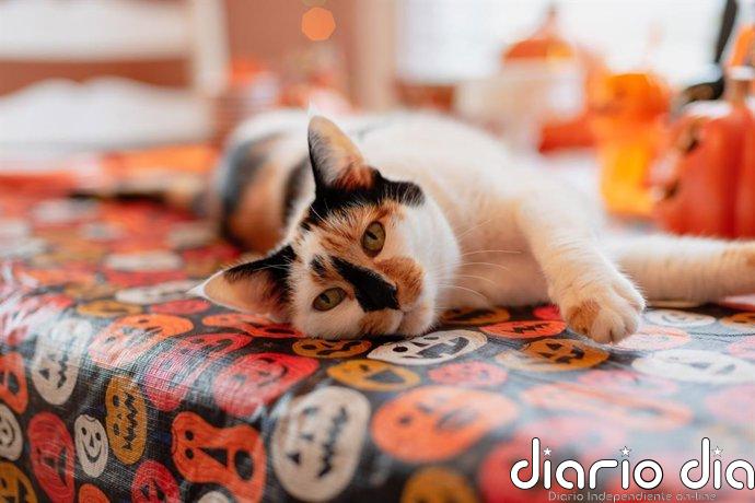 ¿Tener un gato te hace más feliz? Así influye en tu estado de ánimo según la ciencia