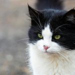 Torrelavega denuncia la muerte de dos gatos por una posible intoxicación por anticongelante en Campuzano