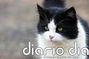 Torrelavega denuncia la muerte de dos gatos por una posible intoxicación por anticongelante en Campuzano