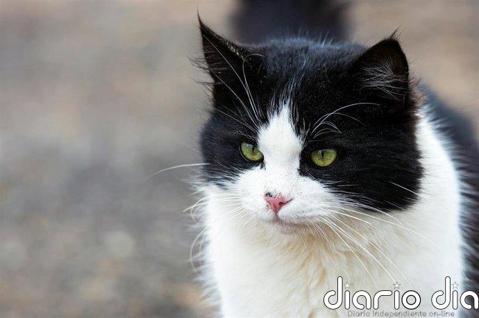 Torrelavega denuncia la muerte de dos gatos por una posible intoxicación por anticongelante en Campuzano