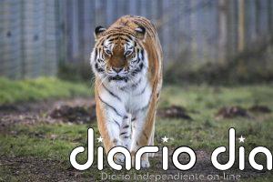 Un tigre mata a un joven que entró en su recinto en un zoológico de Inglaterra