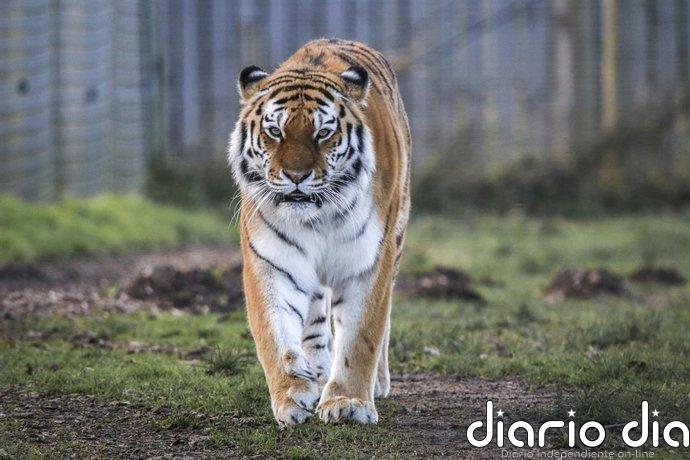 Un tigre mata a un joven que entró en su recinto en un zoológico de Inglaterra