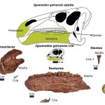 Una investigación estudia los cambios asociados al desarrollo del cránero del dinosaurio Iguanodon