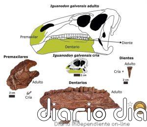 Una investigación estudia los cambios asociados al desarrollo del cránero del dinosaurio Iguanodon