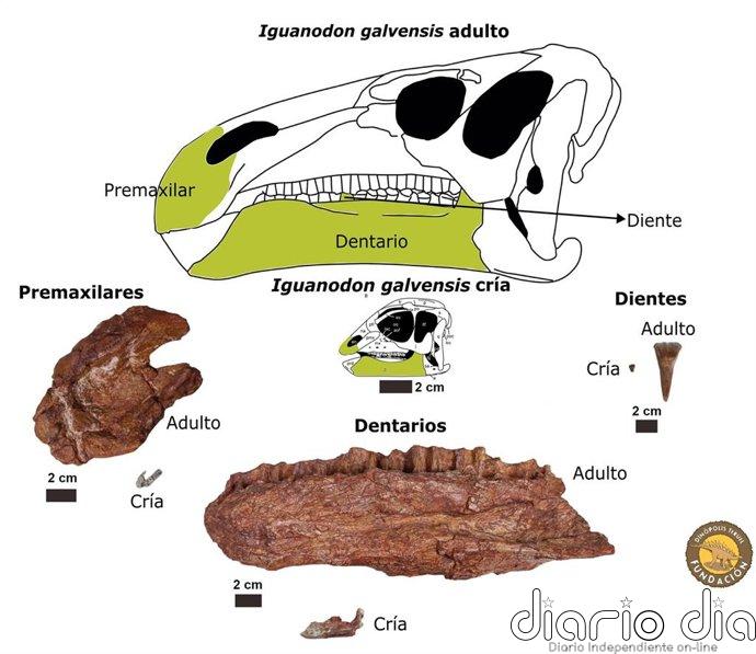 Una investigación estudia los cambios asociados al desarrollo del cránero del dinosaurio Iguanodon