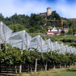 Zespri prevé sólida temporada en hemisferio norte con producción de 28 millones de bandejas de kiwi SunGold