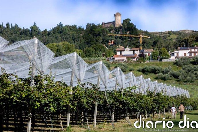 Zespri prevé sólida temporada en hemisferio norte con producción de 28 millones de bandejas de kiwi SunGold